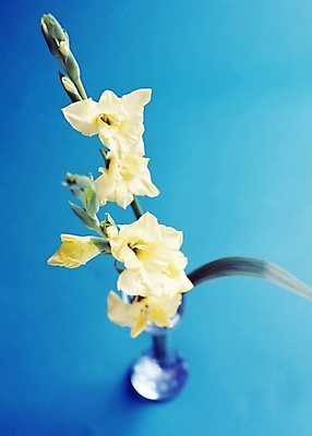 포토 JPG 스튜디오촬영 식물 꽃 사람없음 꽃병 글라디올러스 국내포토 실내 파일형식