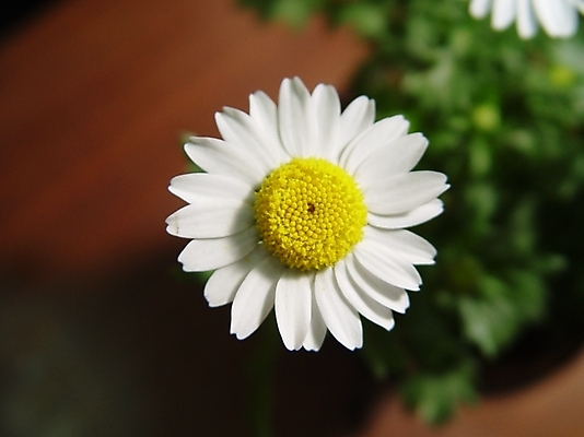 포토 JPG 식물 꽃 사람없음 야외 마거리트 국내포토 파일형식