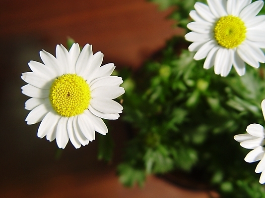 포토 JPG 식물 꽃 사람없음 야외 마거리트 국내포토 파일형식