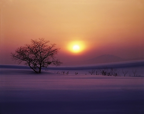 포토 JPG 나무 설경 겨울 자연 하늘 풍경 사람없음 야외 태양 일출 설원 일몰 국내포토 자연요소 식물 계절 눈_날씨 노을 생태계 파일형식