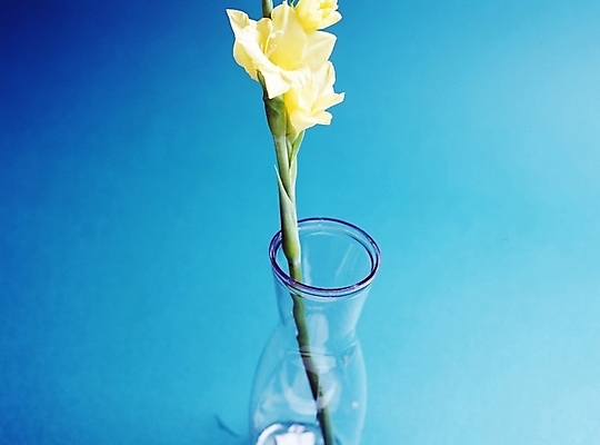 포토 JPG 스튜디오촬영 식물 꽃 한송이 사람없음 꽃병 글라디올러스 국내포토 1 실내 송이 파일형식