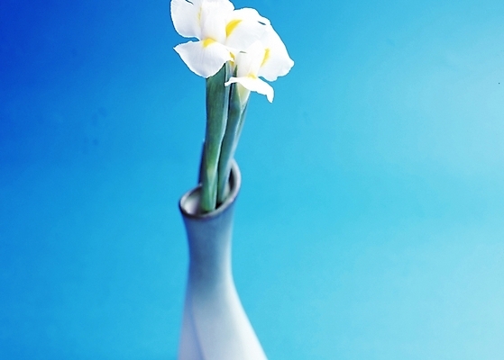 포토 JPG 스튜디오촬영 식물 꽃 사람없음 꽃병 글라디올러스 국내포토 실내 파일형식