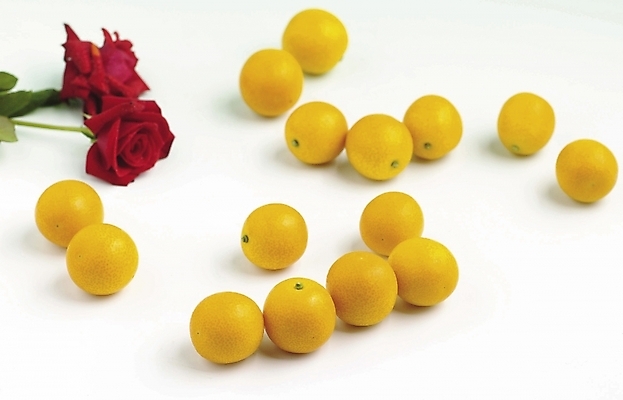 포토 JPG 스튜디오촬영 식물 꽃 과일 사람없음 장미 여러개 금귤 국내포토 다수 귤 실내 파일형식