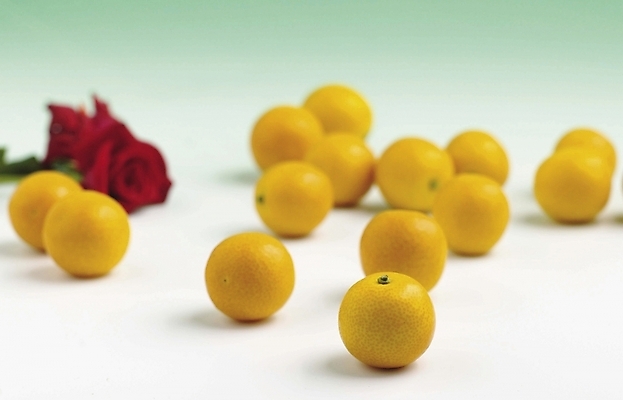 포토 JPG 스튜디오촬영 식물 꽃 과일 사람없음 장미 여러개 금귤 국내포토 다수 귤 실내 파일형식