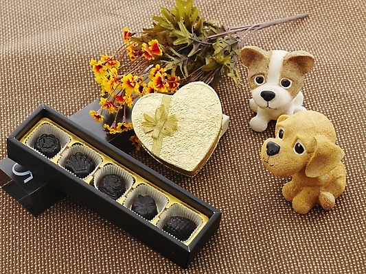 포토 JPG 기념일 꽃 포장 디저트 발렌타인데이 선물 사람없음 장식 상자 초콜릿 개 강아지 반려 국내포토 식물 음식 포유류 데이이벤트 이벤트 반려동물 파일형식