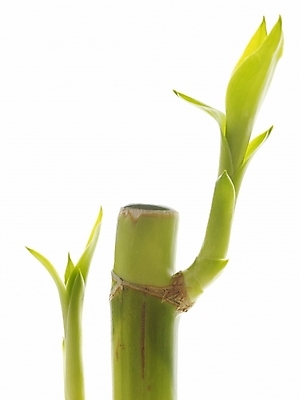 포토 JPG 스튜디오촬영 식물 줄기 부분 생명 근접촬영 사람없음 라이프 새싹 봄 개운죽 싱그러움 국내포토 계절 뷰포인트 실내 생활 대나무 파일형식