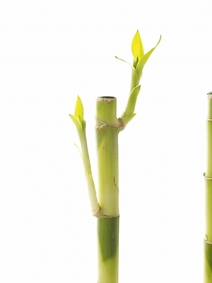 포토 JPG 스튜디오촬영 식물 줄기 부분 생명 누끼 근접촬영 사람없음 라이프 새싹 봄 개운죽 싱그러움 국내포토 계절 뷰포인트 실내 생활 대나무 파일형식