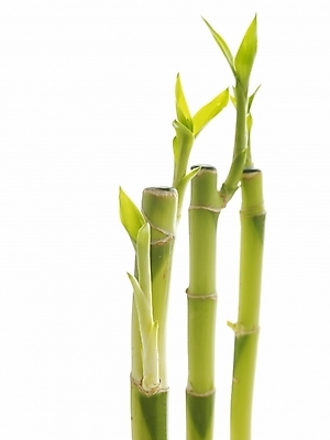 포토 JPG 스튜디오촬영 식물 줄기 부분 생명 누끼 근접촬영 사람없음 라이프 새싹 봄 개운죽 싱그러움 국내포토 계절 뷰포인트 실내 생활 대나무 파일형식