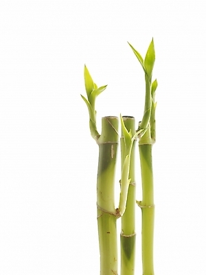 포토 JPG 스튜디오촬영 식물 줄기 부분 생명 누끼 근접촬영 사람없음 라이프 새싹 봄 개운죽 싱그러움 국내포토 계절 뷰포인트 실내 생활 대나무 파일형식