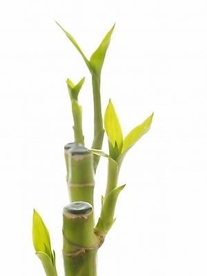 포토 JPG 스튜디오촬영 식물 줄기 부분 생명 누끼 근접촬영 사람없음 라이프 새싹 봄 개운죽 싱그러움 국내포토 계절 뷰포인트 실내 생활 대나무 파일형식