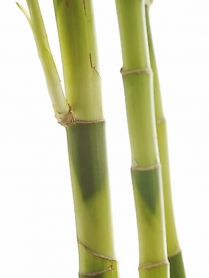 포토 JPG 스튜디오촬영 식물 줄기 부분 생명 근접촬영 사람없음 라이프 새싹 봄 개운죽 싱그러움 국내포토 계절 뷰포인트 실내 생활 대나무 파일형식