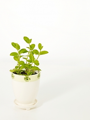 포토 JPG 스튜디오촬영 식물 화분 누끼 근접촬영 사람없음 인테리어 새싹 봄 허브 싱그러움 초코민트 국내포토 디자인 계절 뷰포인트 실내 파일형식