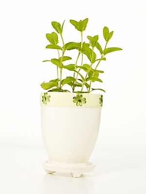 포토 JPG 스튜디오촬영 식물 화분 누끼 근접촬영 사람없음 인테리어 새싹 봄 허브 싱그러움 초코민트 국내포토 디자인 계절 뷰포인트 실내 파일형식