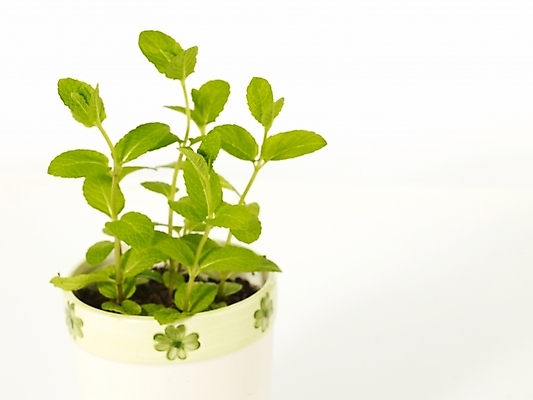 포토 JPG 스튜디오촬영 식물 화분 부분 근접촬영 사람없음 인테리어 새싹 봄 허브 싱그러움 초코민트 국내포토 디자인 계절 뷰포인트 실내 파일형식