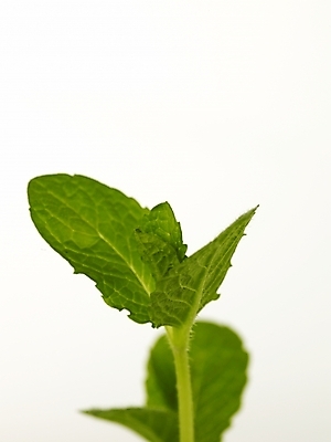 포토 JPG 스튜디오촬영 식물 화분 잎 부분 근접촬영 사람없음 새싹 봄 허브 싱그러움 초코민트 국내포토 계절 뷰포인트 실내 파일형식