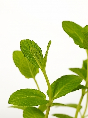 포토 JPG 스튜디오촬영 식물 화분 잎 부분 근접촬영 사람없음 새싹 봄 허브 싱그러움 초코민트 국내포토 계절 뷰포인트 실내 파일형식