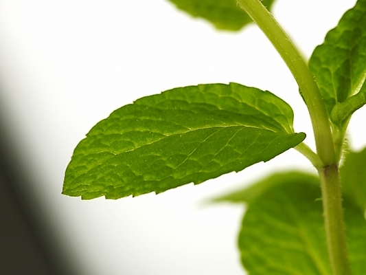 포토 JPG 스튜디오촬영 식물 화분 잎 부분 근접촬영 사람없음 새싹 봄 허브 싱그러움 초코민트 국내포토 계절 뷰포인트 실내 파일형식