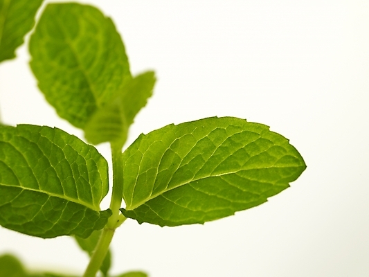 포토 JPG 스튜디오촬영 식물 화분 잎 부분 근접촬영 사람없음 새싹 봄 허브 싱그러움 초코민트 국내포토 계절 뷰포인트 실내 파일형식