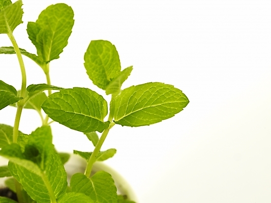 포토 JPG 스튜디오촬영 식물 화분 잎 부분 근접촬영 사람없음 인테리어 새싹 봄 허브 싱그러움 초코민트 국내포토 디자인 계절 뷰포인트 실내 파일형식