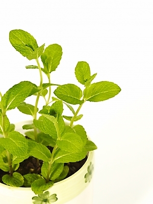 포토 JPG 스튜디오촬영 식물 화분 잎 부분 근접촬영 사람없음 인테리어 새싹 봄 허브 싱그러움 초코민트 국내포토 디자인 계절 뷰포인트 실내 파일형식