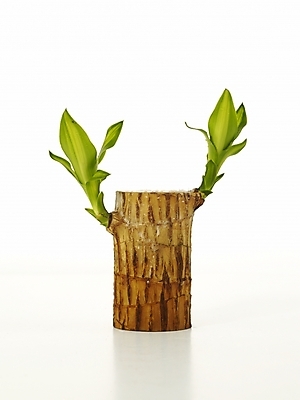 포토 JPG 스튜디오촬영 식물 누끼 사람없음 새싹 봄 오브젝트 싱그러움 행운목 국내포토 계절 실내 파일형식