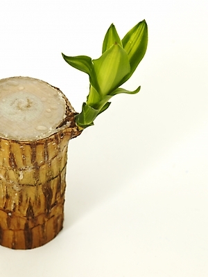 포토 JPG 스튜디오촬영 식물 부분 사람없음 새싹 봄 오브젝트 싱그러움 행운목 국내포토 계절 실내 파일형식