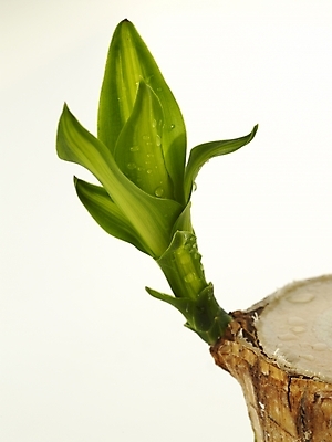 포토 JPG 스튜디오촬영 식물 부분 근접촬영 사람없음 새싹 봄 오브젝트 싱그러움 행운목 국내포토 계절 뷰포인트 실내 파일형식