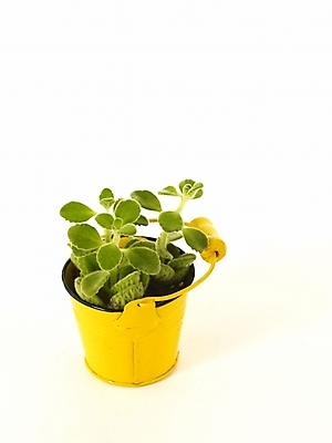 포토 JPG 스튜디오촬영 식물 화분 누끼 사람없음 인테리어 새싹 봄 허브 오브젝트 싱그러움 양철통 장미허브 국내포토 디자인 계절 실내 파일형식