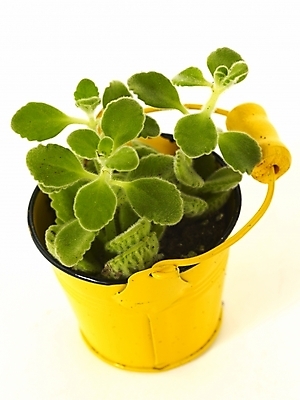 포토 JPG 스튜디오촬영 식물 화분 누끼 사람없음 인테리어 새싹 봄 허브 오브젝트 싱그러움 양철통 장미허브 국내포토 디자인 계절 실내 파일형식