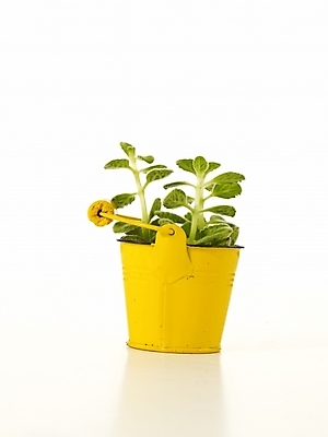 포토 JPG 스튜디오촬영 식물 화분 누끼 사람없음 인테리어 새싹 봄 허브 오브젝트 싱그러움 양철통 장미허브 국내포토 디자인 계절 실내 파일형식