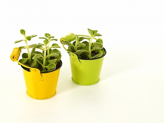 포토 JPG 스튜디오촬영 식물 화분 누끼 사람없음 인테리어 새싹 봄 허브 오브젝트 싱그러움 양철통 장미허브 국내포토 디자인 계절 실내 파일형식