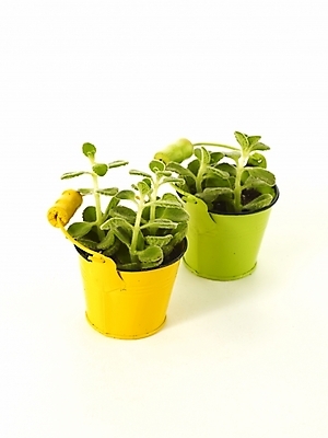 포토 JPG 스튜디오촬영 식물 화분 누끼 사람없음 인테리어 새싹 봄 허브 오브젝트 싱그러움 양철통 장미허브 국내포토 디자인 계절 실내 파일형식