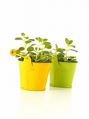 포토 JPG 스튜디오촬영 식물 화분 누끼 사람없음 인테리어 새싹 봄 허브 오브젝트 싱그러움 양철통 장미허브 국내포토 디자인 계절 실내 파일형식