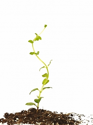 포토 JPG 스튜디오촬영 식물 부분 생명 누끼 근접촬영 사람없음 라이프 새싹 흙 봄 허브 오르기 골든레몬타임 싱그러움 싹튼 국내포토 계절 뷰포인트 모션 실내 생활 파일형식