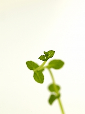 포토 JPG 스튜디오촬영 식물 부분 생명 근접촬영 사람없음 라이프 새싹 봄 허브 오르기 골든레몬타임 싱그러움 싹튼 국내포토 계절 뷰포인트 모션 실내 생활 파일형식