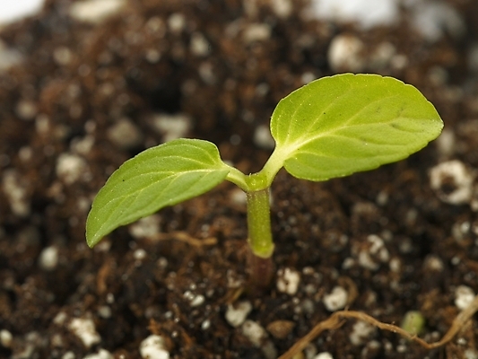 포토 JPG 스튜디오촬영 식물 잎 부분 생명 근접촬영 사람없음 라이프 새싹 흙 봄 오르기 싱그러움 싹튼 국내포토 계절 뷰포인트 모션 실내 생활 파일형식