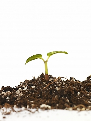 포토 JPG 스튜디오촬영 식물 잎 부분 생명 근접촬영 사람없음 라이프 새싹 흙 봄 오르기 싱그러움 싹튼 국내포토 계절 뷰포인트 모션 실내 생활 파일형식