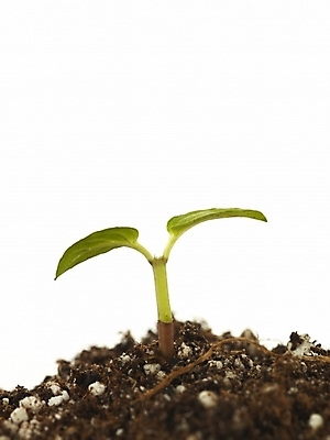 포토 JPG 스튜디오촬영 식물 잎 부분 생명 근접촬영 사람없음 라이프 새싹 흙 봄 오르기 싱그러움 싹튼 국내포토 계절 뷰포인트 모션 실내 생활 파일형식