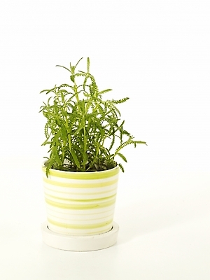 포토 JPG 스튜디오촬영 식물 화분 누끼 사람없음 인테리어 새싹 봄 허브 라벤더 싱그러움 국내포토 디자인 계절 꽃 실내 파일형식