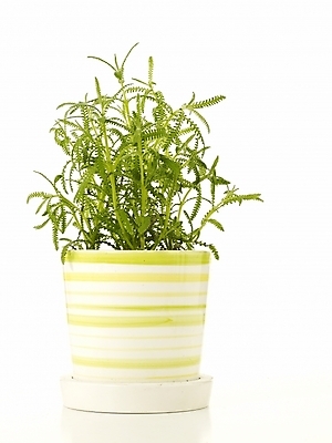 포토 JPG 스튜디오촬영 식물 화분 누끼 사람없음 인테리어 새싹 봄 허브 라벤더 싱그러움 국내포토 디자인 계절 꽃 실내 파일형식