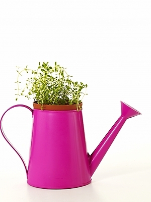 포토 JPG 스튜디오촬영 식물 화분 누끼 사람없음 인테리어 새싹 봄 물뿌리개 허브 골든레몬타임 싱그러움 국내포토 디자인 계절 실내 파일형식