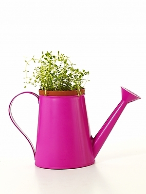 포토 JPG 스튜디오촬영 식물 화분 누끼 사람없음 인테리어 새싹 봄 물뿌리개 허브 골든레몬타임 싱그러움 국내포토 디자인 계절 실내 파일형식