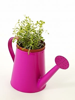 포토 JPG 스튜디오촬영 식물 화분 누끼 사람없음 인테리어 새싹 봄 물뿌리개 허브 골든레몬타임 싱그러움 국내포토 디자인 계절 실내 파일형식