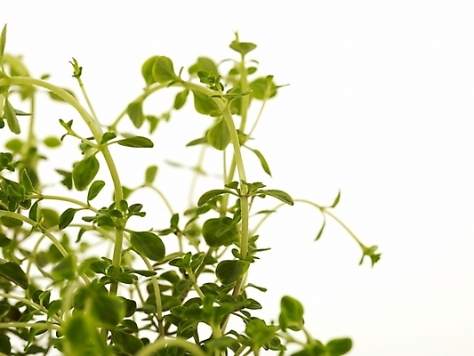 포토 JPG 스튜디오촬영 식물 부분 근접촬영 사람없음 새싹 봄 허브 골든레몬타임 싱그러움 국내포토 계절 뷰포인트 실내 파일형식