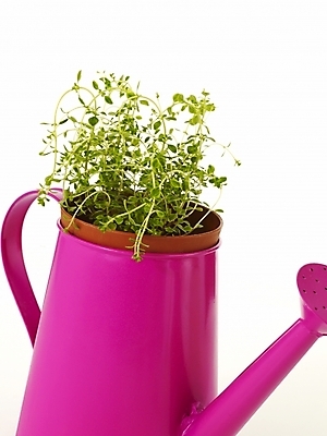 포토 JPG 스튜디오촬영 식물 화분 부분 사람없음 인테리어 새싹 봄 물뿌리개 허브 골든레몬타임 싱그러움 국내포토 디자인 계절 실내 파일형식