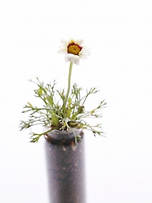 포토 JPG 스튜디오촬영 식물 꽃 화분 생활용품 여러송이 부분 누끼 사람없음 인테리어 흰색 오브젝트 유리화분 국내포토 디자인 컬러 다수 실내 파일형식