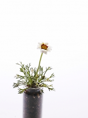 포토 JPG 스튜디오촬영 식물 꽃 화분 생활용품 여러송이 부분 사람없음 인테리어 흰색 오브젝트 유리화분 국내포토 디자인 컬러 다수 실내 파일형식