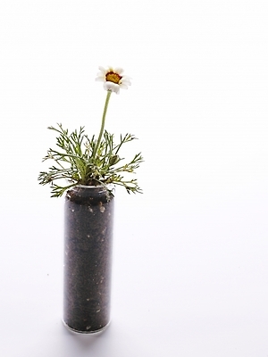 포토 JPG 스튜디오촬영 식물 꽃 화분 생활용품 여러송이 누끼 사람없음 인테리어 물뿌리개 흰색 오브젝트 유리화분 국내포토 디자인 컬러 다수 실내 파일형식