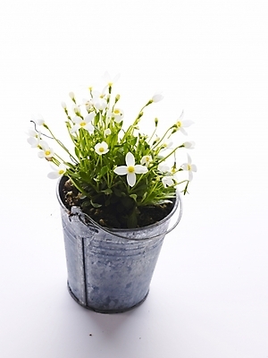 포토 JPG 스튜디오촬영 식물 꽃 화분 생활용품 누끼 사람없음 인테리어 물뿌리개 오브젝트 양철통 국내포토 디자인 실내 파일형식