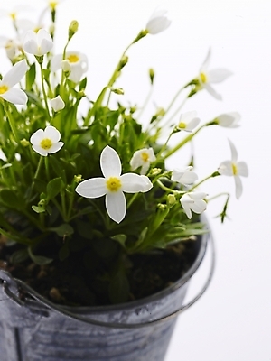 포토 JPG 스튜디오촬영 식물 꽃 화분 생활용품 여러송이 부분 사람없음 인테리어 물뿌리개 흰색 오브젝트 양철통 국내포토 디자인 컬러 다수 실내 파일형식